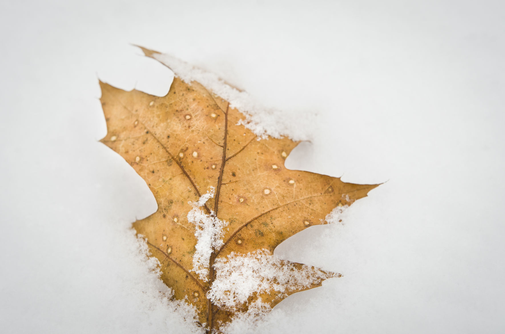 Fleurde-lis Dec. 2019 Details of leaf in snow